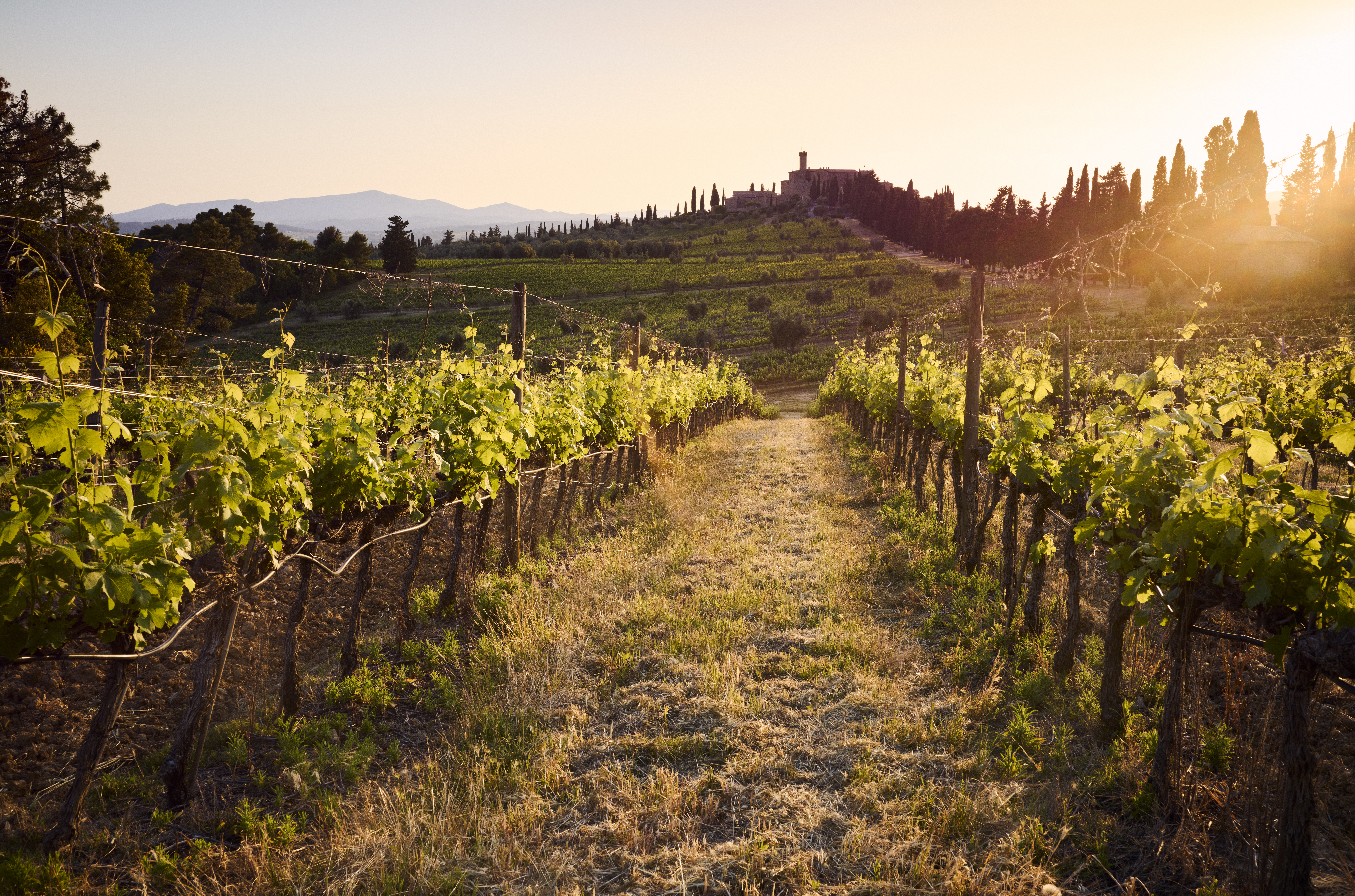 Bersi Serlini: Nuova Strategia e Identità