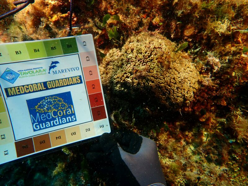 Gin Mare lancia l’iniziativa “Mare Mio”, per salvare i coralli del Mediterraneo