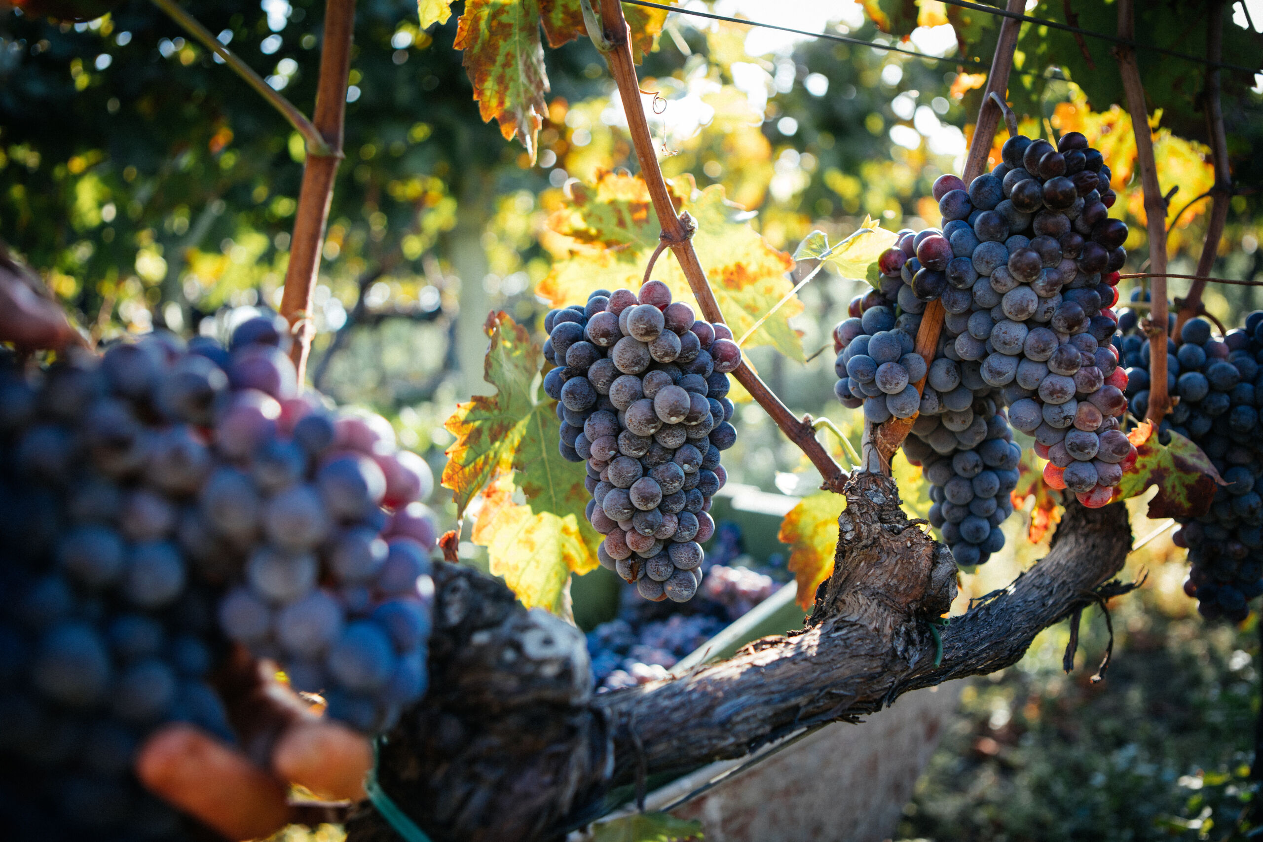 Come una famiglia siciliana ha costruito un impero vinicolo partendo dal vino sfuso